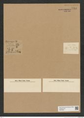 Diatomeae indet. Zeichnungen Sammlung Grunow Nr. 7734 (NHMW-BOT-W0376951)